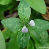 Rostellularia procumbens (L.) Nees